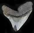 Bargain Posterior Megalodon Tooth #25664-1